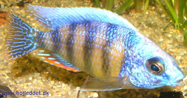 Min Steveni-han med fuld knald på farverne.