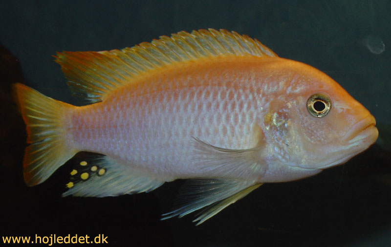 Min han taget med et Sony DSC-V1.
