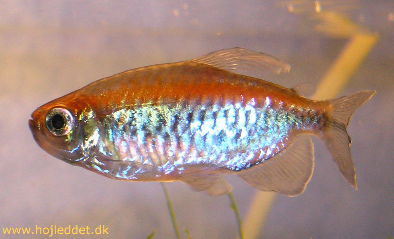 One of my better close-ups of a male.