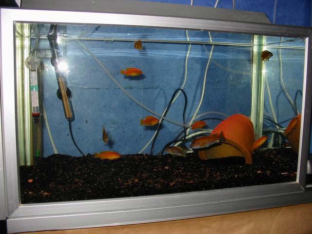 63-liter aquarium