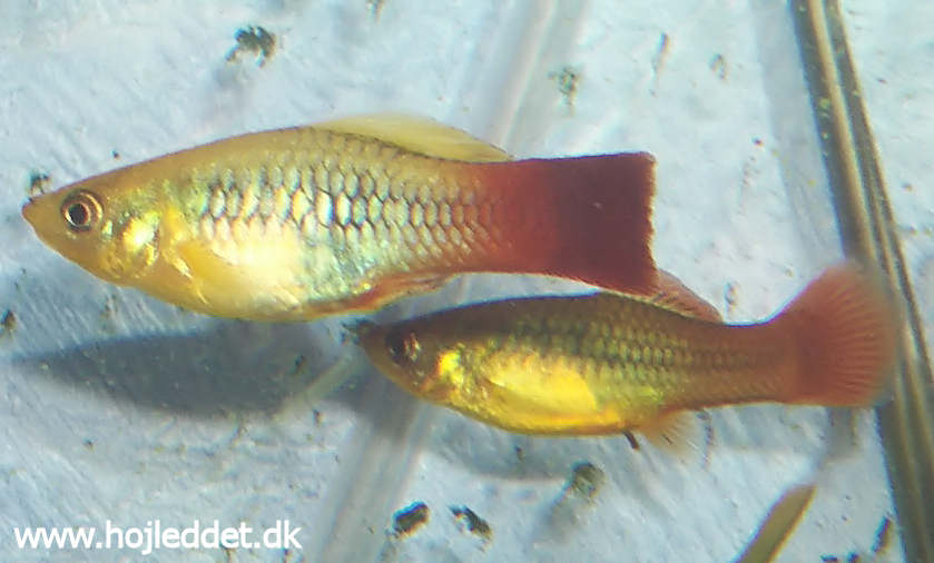 Xiphophorus variatus (Variable platy)
