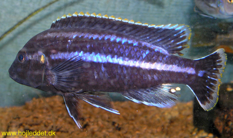 Melanochromis parallelus
