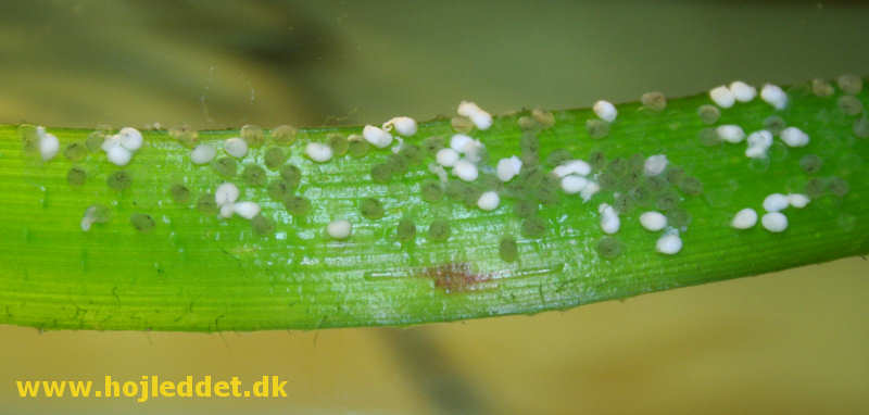 Billedet er taget ved 21:30 tiden den 15. december.