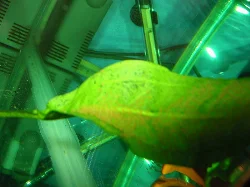 The aquarium was purchased for a purpose and that is visible here, although the image is a bit blurry.
