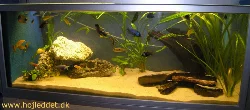 The fish have now been added to the aquarium and I am personally well satisfied with the result so far.
