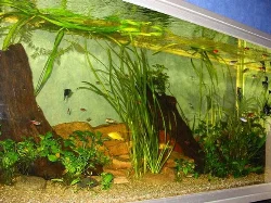 Her ses bl.a. Black Molly, en enkelt Golden, Rød Neon og andre.
