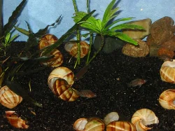 Senere fik multierne mere plads da jeg flyttede dem til et af mine 75 liters akvarier.