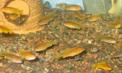 75-liter aquarium (left)