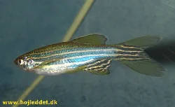 Close-up of a Zebrafish.