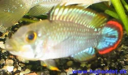 Apistogramma nijsseni