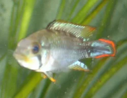 Nijsseni hannen har en meget flot rød søm i halen, der ellers er lyseblå.
