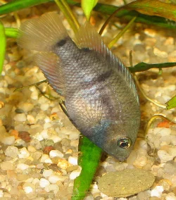 De kan godt lide at nippe til mallepillerne, så det er ikke altid der bliver noget til mallerne.
