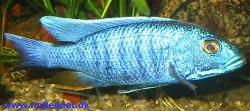 *Sciaenochromis fryeri*, han.