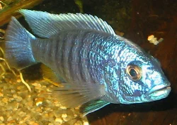 Hannen overvåger akvariet fra sin faste plads.