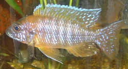 Aulonocara sp. "red ruby"