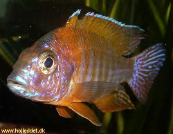 The latest picture of my male, taken with a Pentax S5i.
