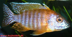 In this picture, my male has clearly become more (red-) orange, but I have seen red rubies that were completely red, so there is some way to go.
