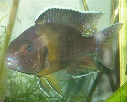 Dette billede kunne have været godt, hvis ikke det var for de reflekser i glasset.
