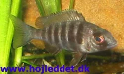 Placidochromis sp. "phenochilus tanzania".
