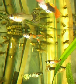 A selection of guppies, including some wild-type forms covering the final third.