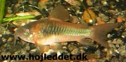 Corydoras aeneus