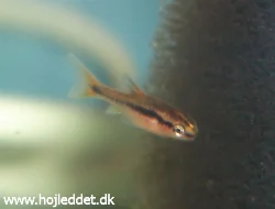 Den anden af mine unger fra første opdrætsforsøg.
