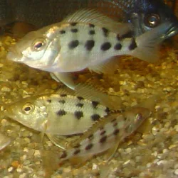 Min rostratusyngel er stadig langt fra at nå fuld størrelse - de største på billedet er 8-9 cm.
