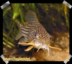 Nærbillede af en af mine Corydoras sterbai.
