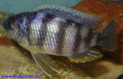 *Protomelas* sp. "steveni taiwan" i akvariet.