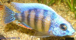 Min Steveni-han med fuld knald på farverne.