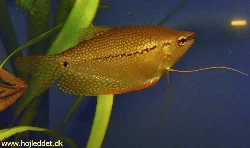 Min Perlegurami hun.