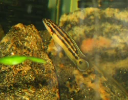 Denne *ornatus* har udvalgt sig dette stensæt som sit territorium.