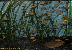 Mine 2 estherea hunner er meget produktive - her ses et akvarium overvejende fyldt med esthereayngel.
