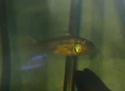 Her ses hunnen, mens hun bar på æg i munden.