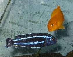 *Melanochromis cyaneorhabdos* (nederst) sammen med *P. saulosi* (øverst).