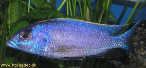 My latest photo of my lithobates, taken July 19, 2004.