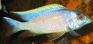 One of my best photos of my lithobates.