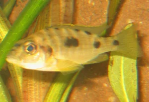 The female is smaller and has a brownish color with black spots.