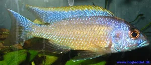 A fully colored male *Otopharynx lithobates*.