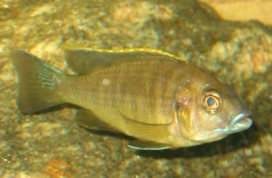 My male when I had just purchased it.