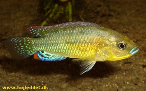 Den største han blandt mine dispersus.
