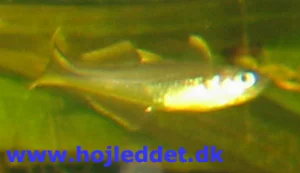 Pseudomugil furcatus