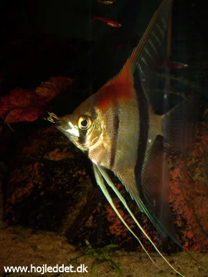 Efter nogen tid nåede mine "Red shoulder" scalare en størrelse, hvor mine guppyer ikke længere var sikre. Da jeg opdagede det var der kun en han tilbage - det er dog ikke den man kan ane i munden på scalaren her. 
