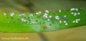 Mit første forsøg med kunstig klækning af "Red shoulder" scalareæg. Legen fandt sted ved 19-tiden den 13. december 2005 og billedet er taget ved 21:30 tiden den 15. december.
