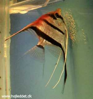 Red back scalere hun med æg.
