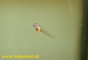 8 dage gammel Red back scalereunge - den er netop blevet fritsvømmende.
