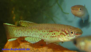 The male in the foreground displaying his colors, with the female behind him.
