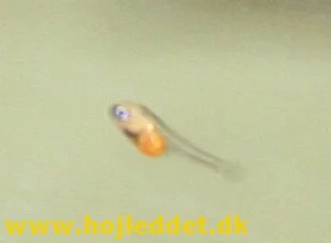 13 dage gammel Red back scalereunge.
