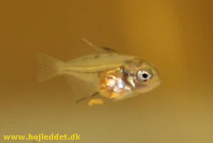 31 dage gammel Red back scalereunge.
