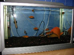 63-liter aquarium